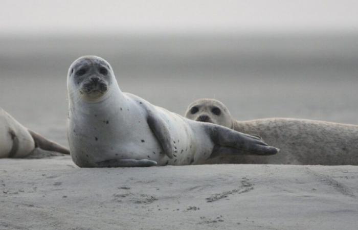 Côtes-d'Armor: una foca trovata morta in mezzo alla strada: novità