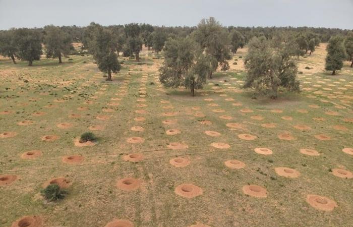 Il ripristino delle foreste e l’innovazione tecnologica al centro delle priorità dell’ANEF