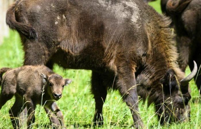 Un bisonte colpito dalla febbre catarrale nella Svizzera francese