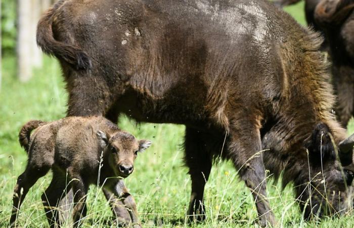 Bisonte colpito dalla lingua blu nella cella di allevamento di Suchy