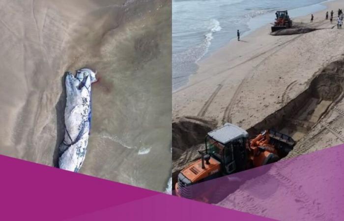 Un video virale mostra la carcassa di una balena ritrovata spiaggiata sulla spiaggia di Legian, a Bali