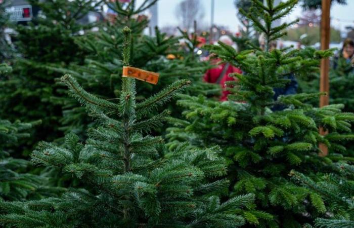 Quanto spendere per un albero di Natale per fare un buon affare?