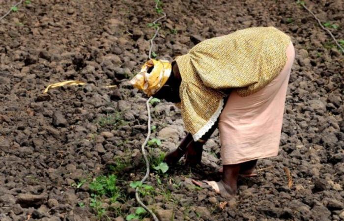 Transizione dell’agricoltura africana: come attrarre finanziamenti?