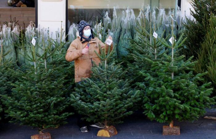 Qual è l’impatto del carbonio del mio albero di Natale?