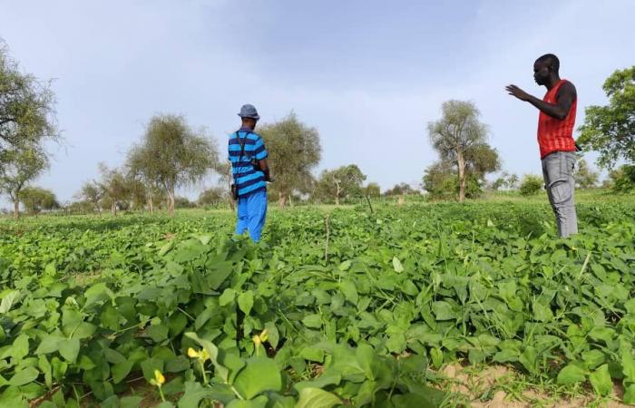 Senegal: le cooperative sementiere rivoluzionano la pratica agricola | APAnews