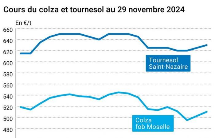 COTidienne | Semi oleosi – I prezzi della colza registrano un buon aumento su Euronext