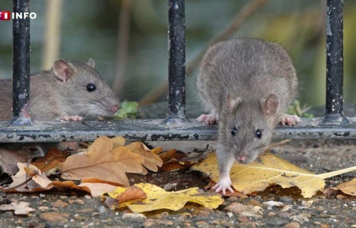 “C’è davvero un’esplosione”: ovunque in Francia, la proliferazione dei roditori mette in allerta i parassiti dei roditori