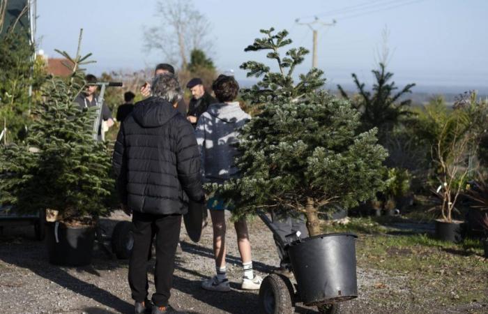 a Estibeaux, l’albero in affitto mette radici