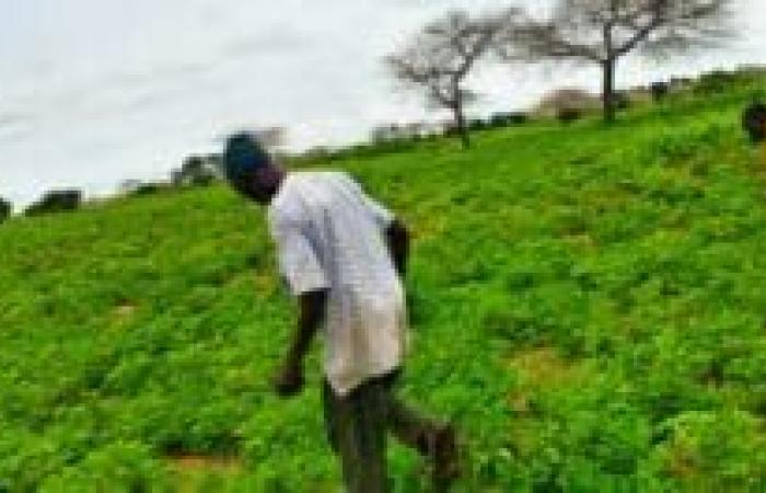 Senegal: le cooperative sementiere rivoluzionano la pratica agricola | APAnews