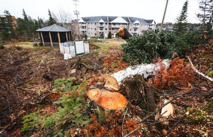 Un taglio di alberi scontenta i cittadini di Chicoutimi