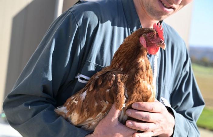 “Non andranno al macello”: questo allevatore del Gers offre una meritata pensione alle sue galline ovaiole