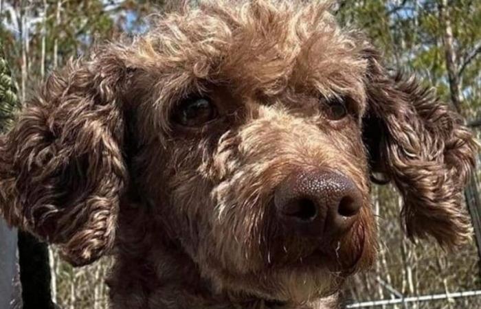 Un cane scompare il giorno della sua adozione ed è oggetto di una ricerca incessante per 7 mesi