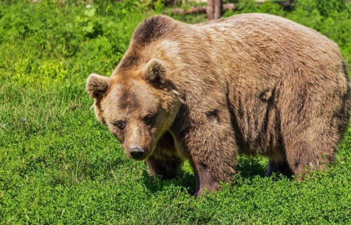 L'orso dei Pirenei dell'Ariège: “Finché sarò presidente del parco, il parco non sarà destinato a gestire questo problema”