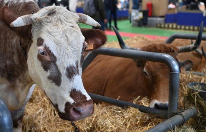 Salone dell'Agricoltura: perché il Dipartimento del Gers sarà assente