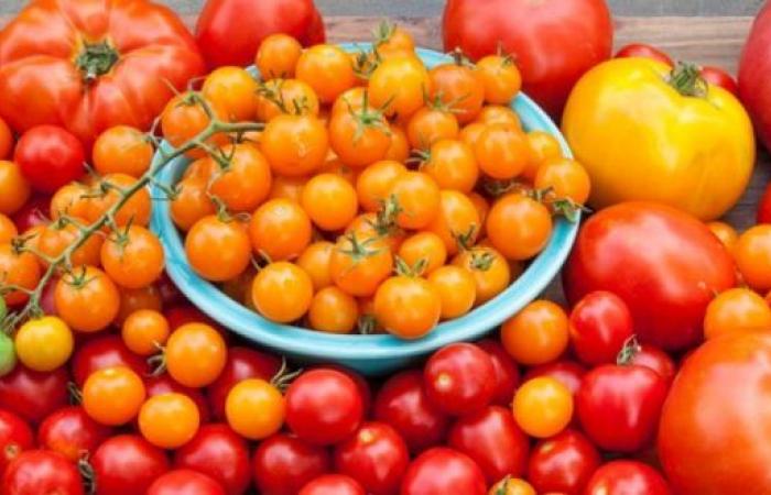 Il Marocco nuovo re dei pomodori nel Regno Unito – AgriMaroc.ma