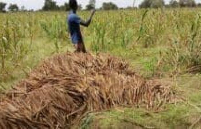 Senegal: le cooperative sementiere rivoluzionano la pratica agricola | APAnews