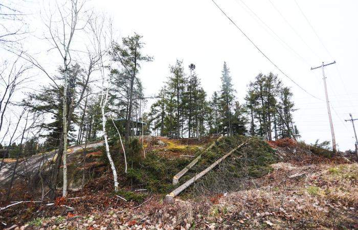 Un taglio di alberi scontenta i cittadini di Chicoutimi