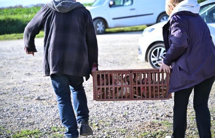 “Non andranno al macello”: questo allevatore del Gers offre una meritata pensione alle sue galline ovaiole