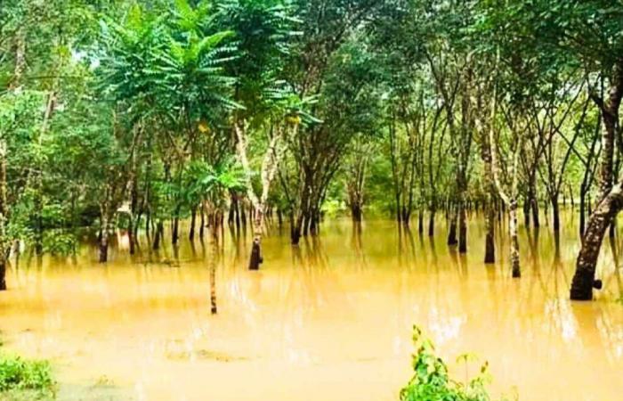 le inondazioni devastano le piantagioni di gomma nel sud