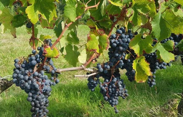 Quasi il 12% dei vigneti della Dordogna scomparirà in seguito alla campagna nazionale di sradicamento