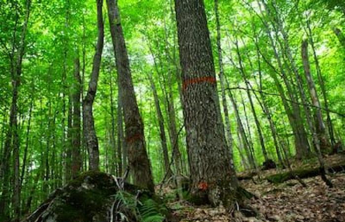 Lattine di sciroppo d’acero piene di trucioli di legno inviate ai parlamentari del CAQ