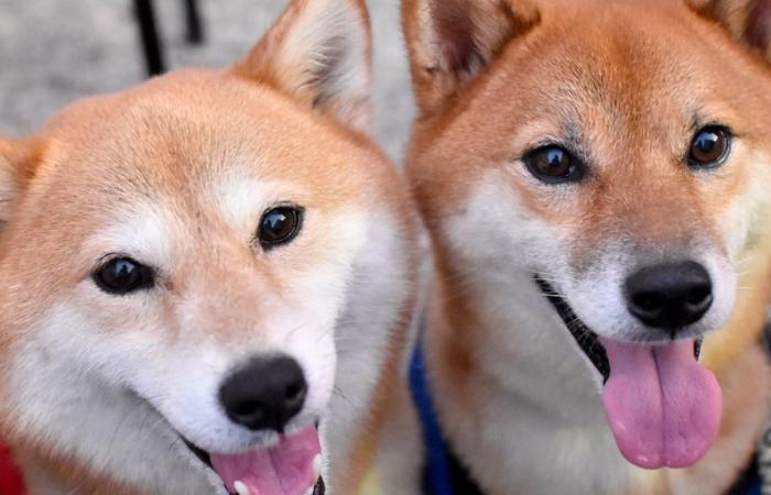 Il prezzo del Dogecoin sale mentre Shiba Inu raggiunge il massimo degli ultimi 8 mesi