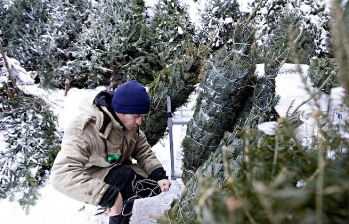 Produttori di abete sotto pressione