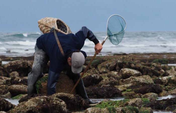 “Un’attività ricreativa accessibile a tutti”: tutti i segreti della pesca a piedi sull’isola di Oléron in un libro