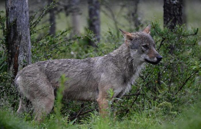 La protezione del lupo prende il comando nell’ala