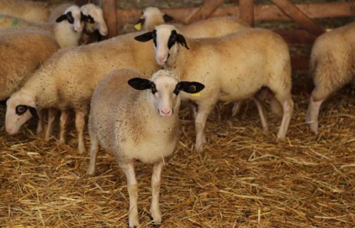 Il prezzo dell'agnello supera la soglia dei 10 euro/kg