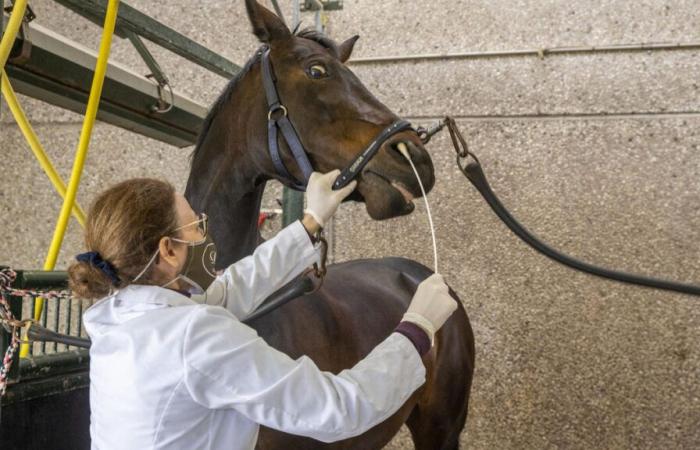 Il virus che uccide i cavalli avanza nella Francia occidentale, Paris Horse Show sotto sorveglianza