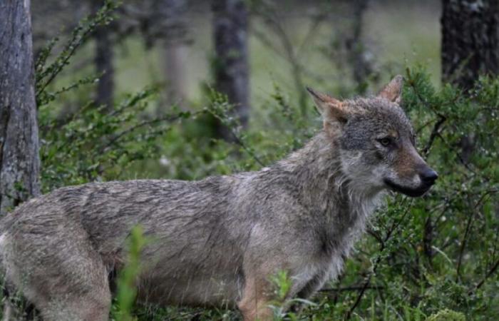 La protezione del lupo sta mettendo a dura prova: notizie