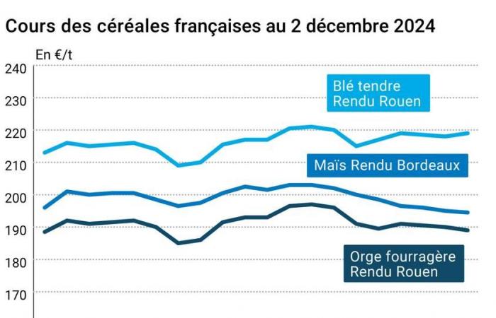 COTidienne | Cereali – Leggero aumento dei prezzi del grano su Euronext, che dire dell'export del Mar Nero?