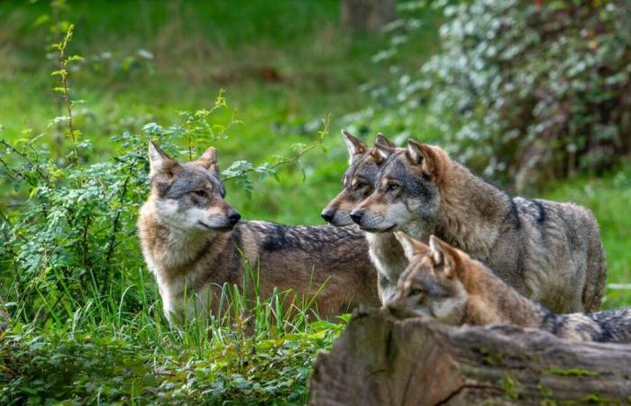 In Europa i lupi verranno uccisi ancora più facilmente