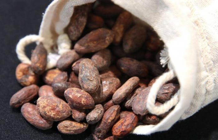 Prezzi del cacao in rialzo: questo cioccolatiere e pasticcere di Perpignan “lotta contro l’aumento dei prezzi”