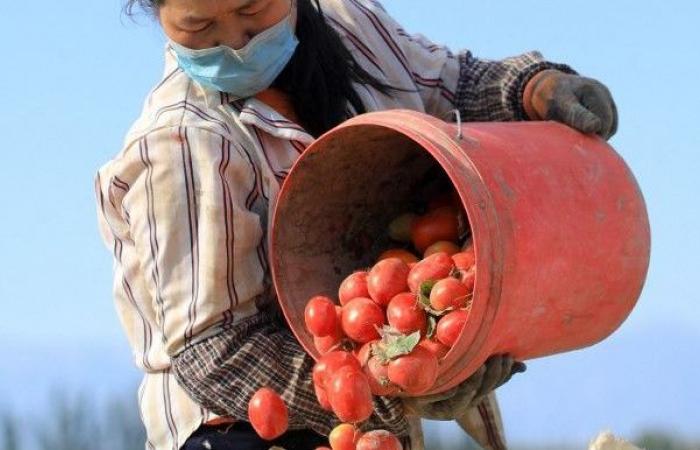 Dietro le salse di pomodoro etichettate in Italia, i prodotti cinesi e il lavoro forzato degli uiguri