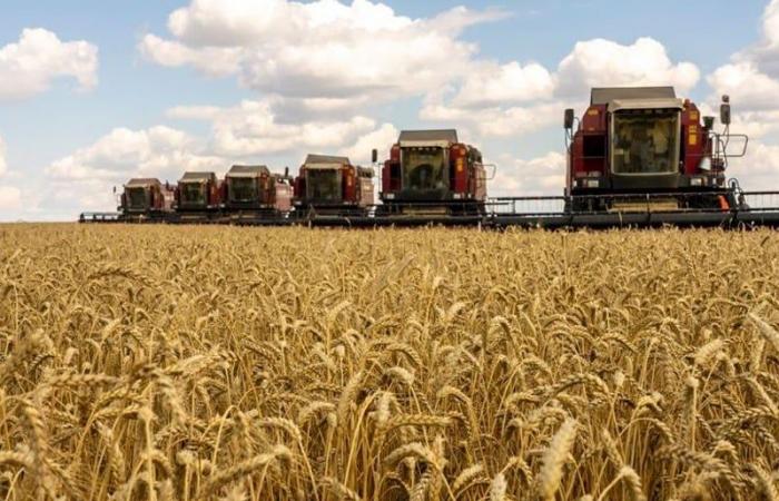 La Russia vuole esportare 1,5 milioni di tonnellate di grano in Marocco