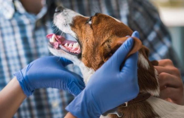 La SPCA di Saguenay ritarda le sue adozioni a causa di un’epidemia di parvovirus