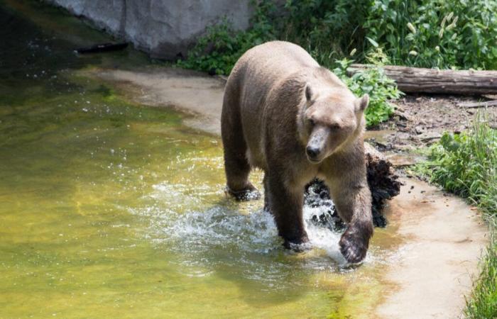 cos’è questo animale che preoccupa l’Artico?