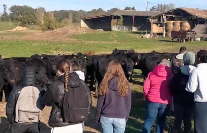 Sainte-Livrade-sur-Lot. Giornata della carne al liceo agrario