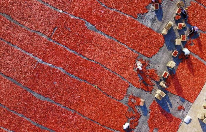 Salsa di pomodoro contaminata dal lavoro forzato degli uiguri anche nei supermercati europei – Libération