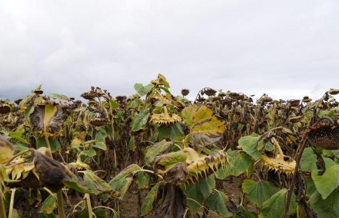 Girasole: scarsi raccolti compensati da buoni prezzi di vendita