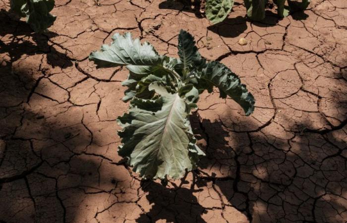 desertificazione, una piaga che colpisce tutti i continenti del mondo