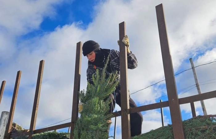 Produttori di abete sotto pressione