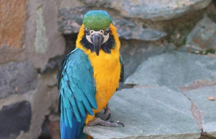 Operazione contro gli abusi sugli animali nell'isola della Riunione, sequestrati decine di uccelli e rettili