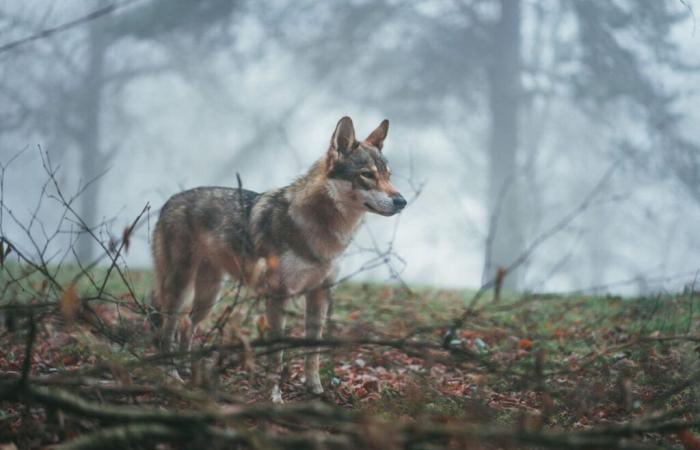 Drome. Il lupo perde il suo status di specie “rigorosamente protetta”, reagisce il Dipartimento