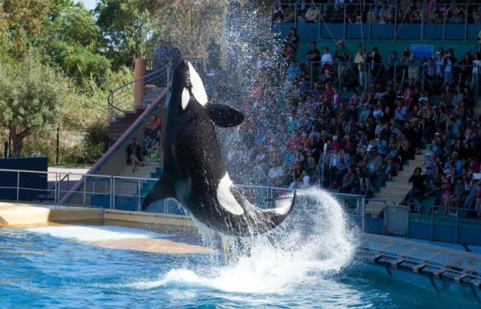 ad Antibes, Marineland prevede una “chiusura permanente” il 5 gennaio