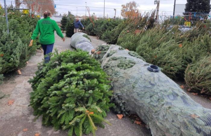 Come ti sembra un “buon albero di Natale”?