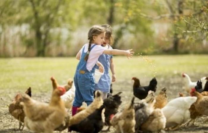 Crescere in una fattoria proteggerebbe i bambini dalle allergie?