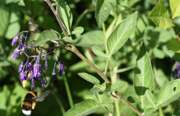 Attenzione al loro aspetto… Dietro queste piante che incontriamo nel Morbihan si nasconde un veleno